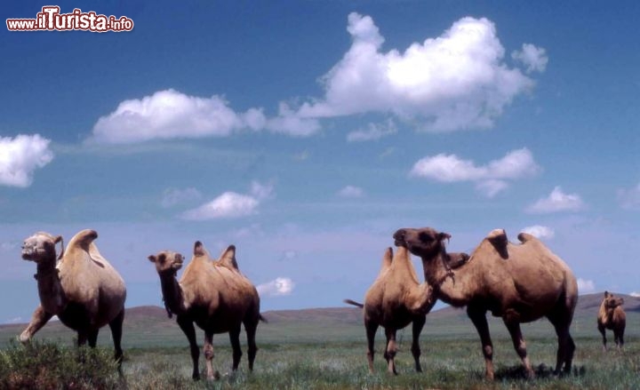 Immagine Cammelli asiatici Mongolia - Foto di Giulio Badini / I Viaggi di Maurizio Levi