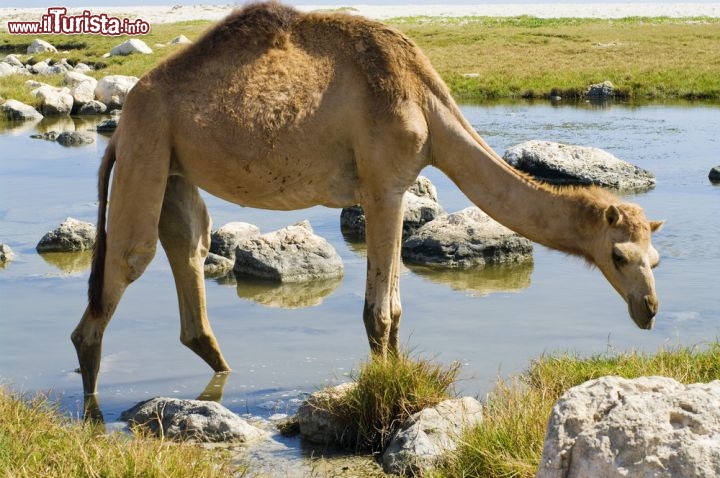 Immagine Cammello in spiaggia a Kelibia, lungo le coste della Tunisia - © Byelikova Oksana / Shutterstock.com