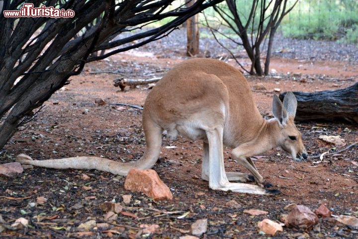 Immagine Canguro al Desert Park di Alice Springs - Canguri e wallaby si incontrano con facilità nell'outback dell'Australia, ed anzi quando si viaggia di notte bisogna fare molta attenzione perchè spesso questi marsupiali attraversano la strada in modo improvviso e pericoloso. Vederli di giorno è più difficile, quindi una visita al Desert Park vi permetterà di incontrare da vicino questi simpatici e caratteristici animali