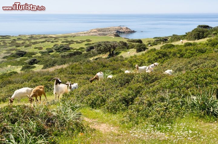Immagine Capo Pecora nei pressi di Buggerru, dove si trova anche la celebrata Cala Domestica, nel sud-ovest della Sardegna - © marmo81 / Shutterstock.com