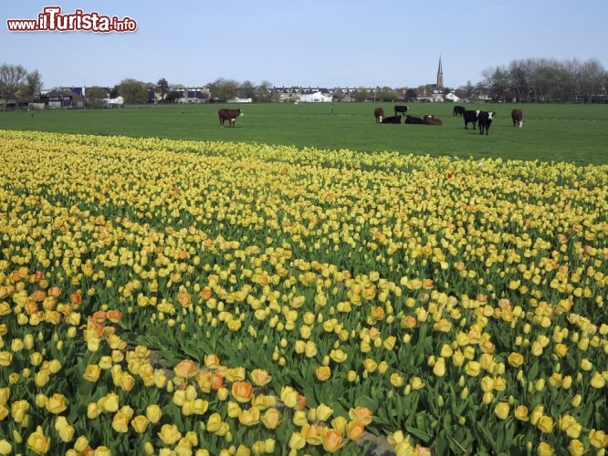 Immagine Campo fiorito a Lisse. Sullo sfondo delle mucche al pascalo. Siamo nello Zuid Holland, nei Paesi Bassi - © bengy / Shutterstock.com