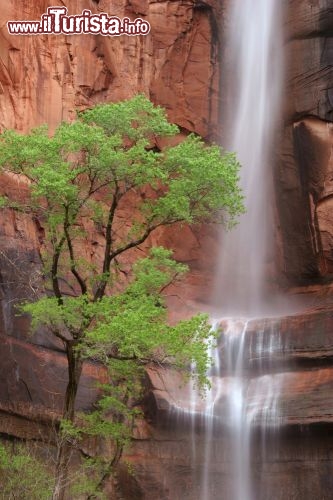 Immagine La cascata di Weeping Rock nel Parco Nazionale di Zion (Utah, USA) è la meta ideale se avete voglia di un'escursione poco impegnativa ma scenografica. Dall'omonima fermata della navetta non dovete fare altro che incamminarvi lungo il Weeping Rock Trail: bastano 10 minuti a piedi e vi troverete su una bella terrazza naturale di fronte alla cascata, che a seconda delle stagioni può essere più o meno impetuosa - © urosr / Shutterstock.com