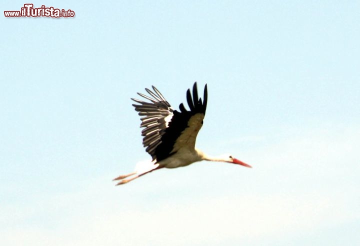 Immagine Un bell'esemplare di cicogna in volo in Slovenia nei cieli sopra Radenci - Foto di Giulio Badini