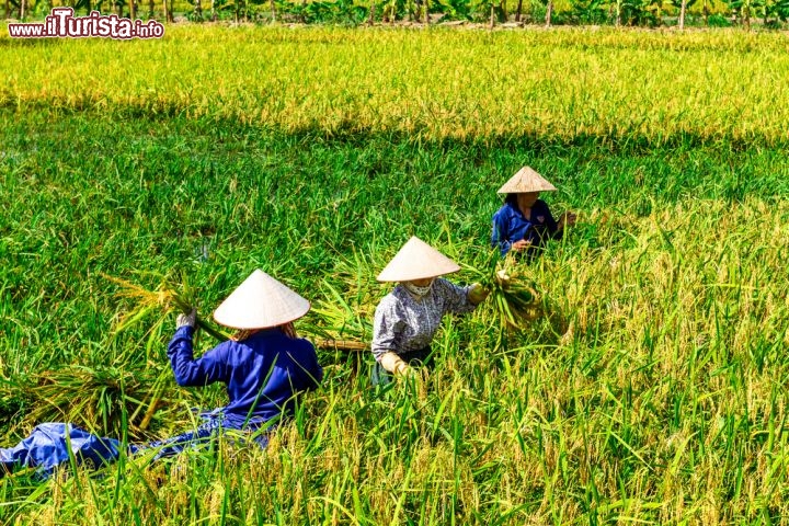 Immagine Contadini nella riserva di Tam Coc, Vetnam: le risaie costituiscono la principale fonte di impiego e sostentamento per i contadini della provincia di Ninh Binh - Foto © Hoang Cong Thanh / Shutterstock.com