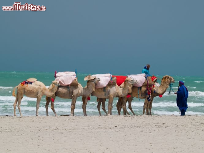 Immagine Dromedari in spiaggia a Djerba, siamo nella Tunisia del sud - © Lukasz Misiek / Shutterstock.com