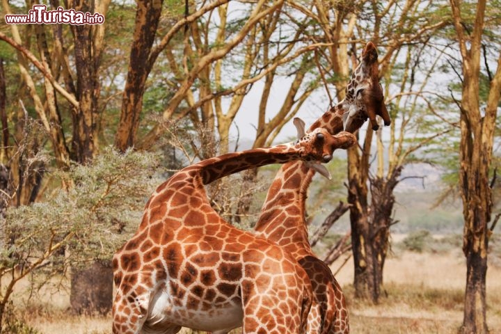 Immagine Due giraffe di Rothschild nella savana della Rift Valley in Kenya. I due maschi si contendono la supremazia del territorio e sulle giraffe femmine di questa porzione di savana - © Alan Lucas / Shutterstock.com