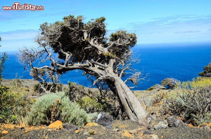 Immagine El Sabinar, la foresta di sabinas (ginepri) simbolo dell'isola di El Hierro alle Canarie - © underworld / Shutterstock.com