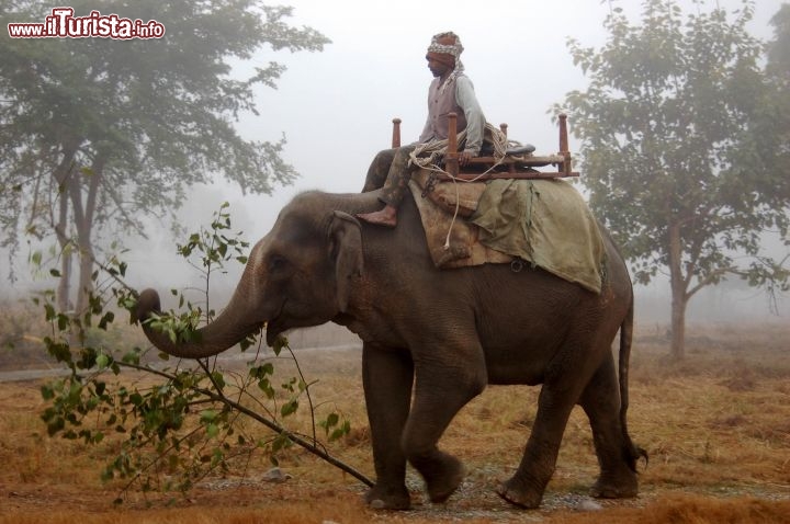 Immagine Elefante nel Madhya Pradesh in India - Foto di Giulio Badini