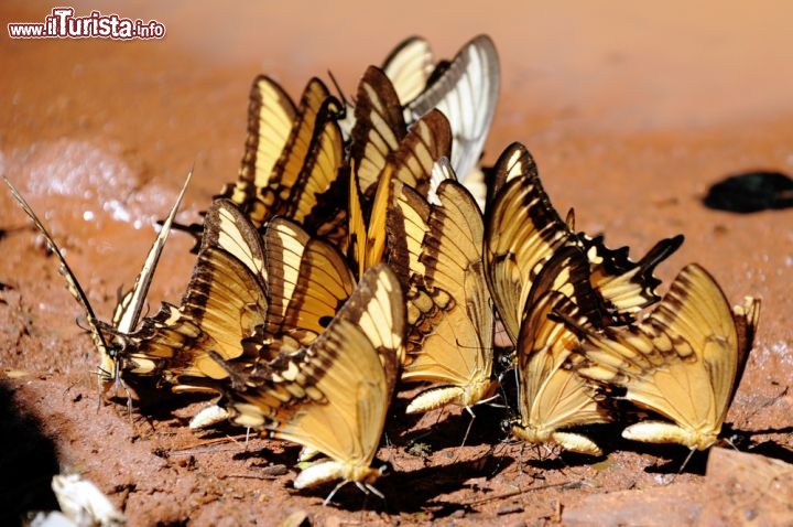 Immagine Farfalle nei pressi delle cascate di Iguazu - © iladm / Shutterstock.com