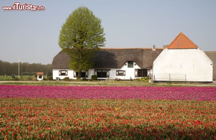 Immagine Una fattoria olandese nelle campagne di Lisse, durante il periodo della fioritura in primavera. Siamo in Zuid Holland, Olanda Meridionale nei Paesi Bassi - © Worldpics / Shutterstock.com