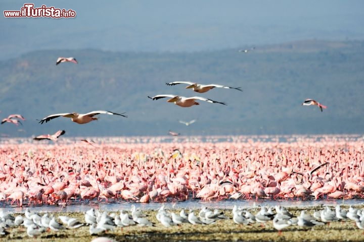 Immagine Pellicani in volo e fenicotteri sul Lake Nakuru. Siamo nella Rift Valley del Kenya - © nutsiam / Shutterstock.com