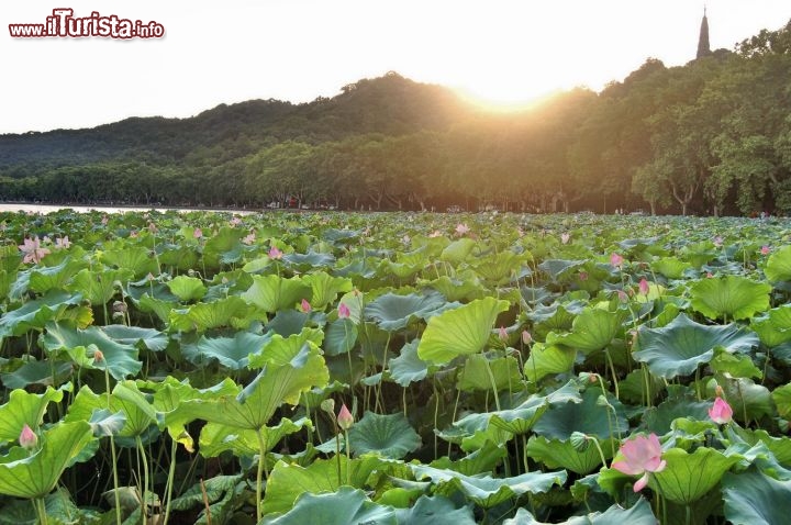 Immagine Fiori di Loto sulla sponda ovest del Lago Occidentale si  Hangzhou in Cina