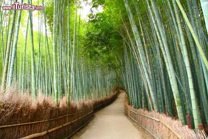 Immagine Foresta di bambù a Kyoto, Giappone - A pochi chilometri da Kyoto, per esattezza a Sagano, nella regione di Arashiyama, si trova un'incantevole foresta di bambù, un fitto bosco di alberi che svettano verso l'alto. Passeggiare in questo luogo, accompagnati dal suono delle canne, è una grande emozione tant'è che il governo nipponico ha indicato questa musica della natura come uno dei cento suoni del Giappone da preservare © Sergii Rudiuk / Shutterstock.com