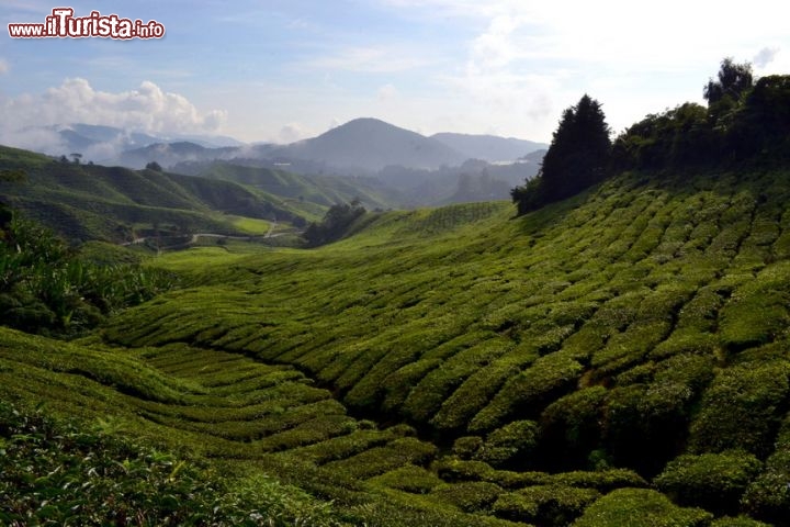 Immagine La foto più "classica" delle Cameron Highlands è proprio questa. Ci si può fermare lungo la strada che attraversa la piantagione di Sungai Palas e dedicarsi ad una sessione fotografica, attendendo magari la luce migliore o sperando che appaia per qualche istante il Sole anche in una giornata nuvolosa.