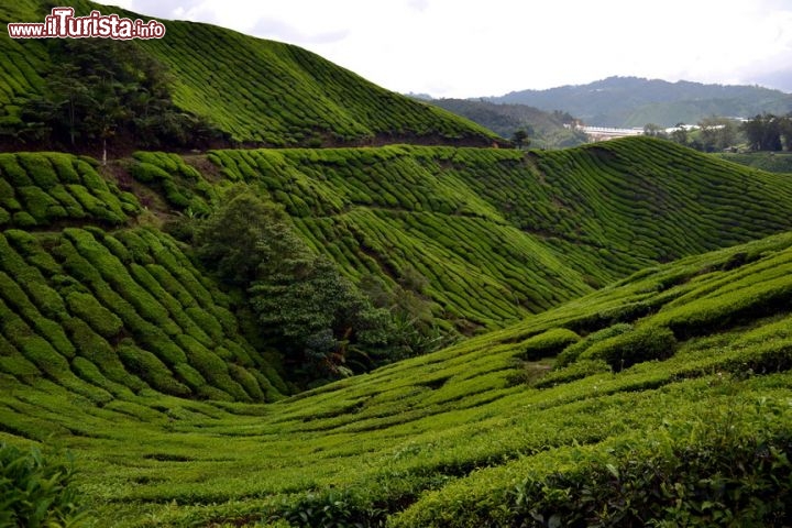 Immagine Una fotografia delle colline delle Cameron Highlands può rappresentare infiniti scorci del territorio; chi ha la possibilità di avventurarsi tra i campi magari con un mezzo proprio, può scoprire angoli insoliti e meno battuti dal turismo.