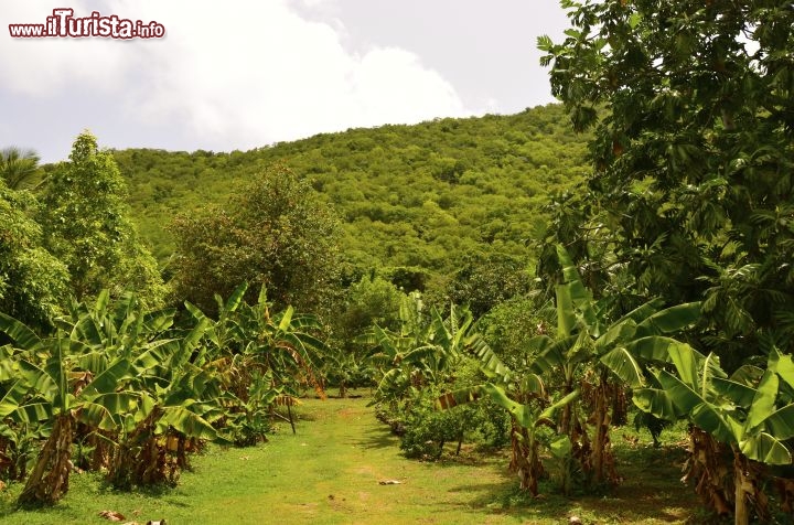 Immagine Situato nella vallata di Guana Island il frutteto è gestito da Dr. Liao da moltissimi anni. Tra la vegetazione crescono diversi alberi da frutta come papaya, palme da cocco, banani e molti altri. Da non perdere il fruit tasting offerto da Dr. Liao in persona. - © Guendalina Buzzanca / thegtraveller.com