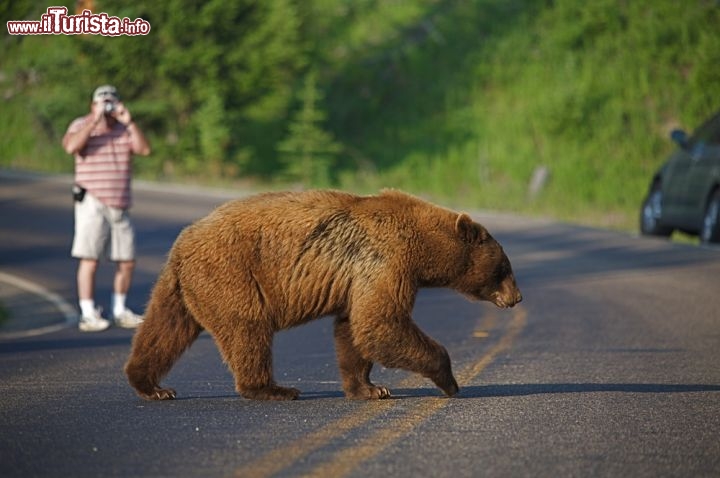 Immagine Orso bruno Grizzly attraversa la strada Yellowstone. Anche se tutti gli associano a Yoghi, gli orsi dello Yellowstone National Park sono animali da ritenersi pericolosi, e non vanno avvicinati. E' veitato dare loro da mangiare e se spaventati possono diventare estremamente aggressivi, sia il famigerato grizzly che anche gli esemplari più grandi di orsi neri - © Tom Reichner / Shutterstock.com