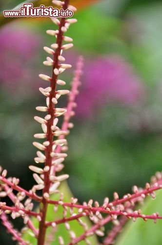 Immagine I colori della natura a Tahiti Polinesia Francese