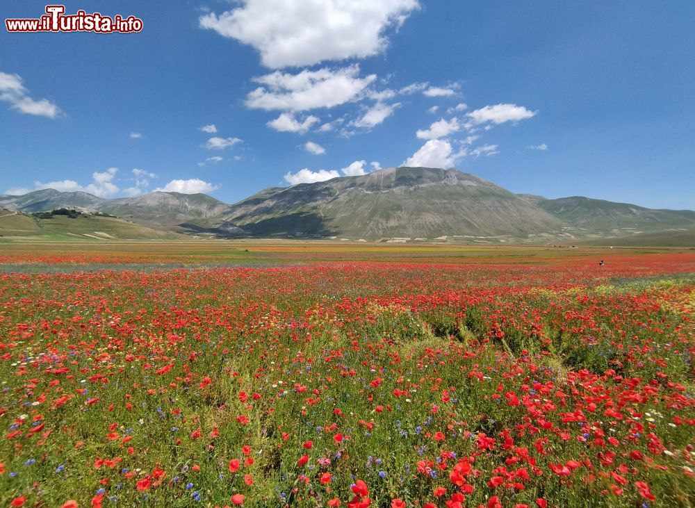 Immagine La fioritura 2023 del Piano Grande di Castelluccio di Norcia.