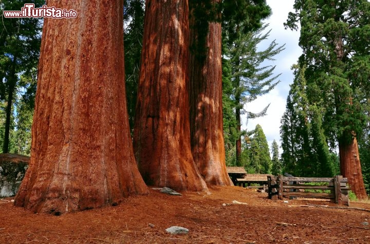 Immagine I possenti tronchi delle sequoie si possono ammirare presso il National Park Sequoia - Kings Canyon degli USA - © Sahani Photography / Shutterstock.com