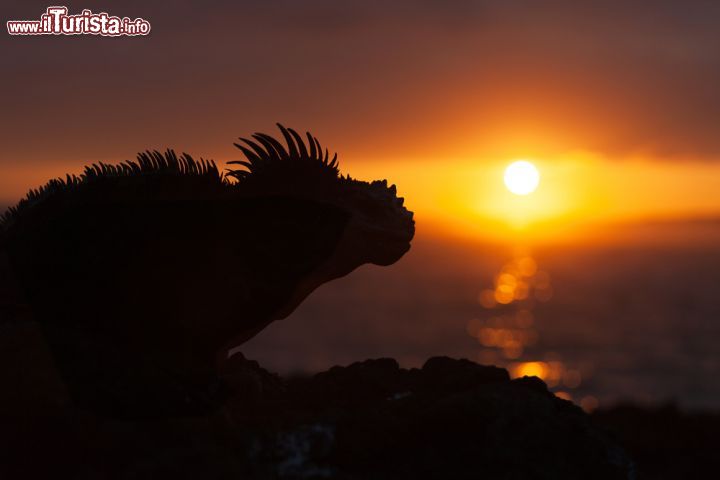 Immagine Un'iguana marina fotografata al tramonto su un'isola delle Galapagos. Unico sauro al mondo a cibarsi in mare è anche il solo endemico del genere Amblyrhynchus presente in questo territorio appartenente all'Ecuador - © sunsinger / Shutterstock.com