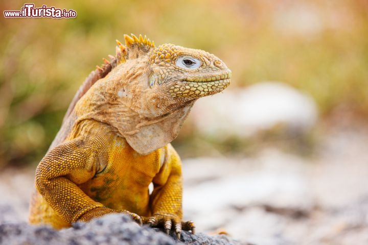 Immagine Un bell'esemplare di iguana terrestre che vive esclusivamente su alcune isole dell'arcipelago delle Galapagos. Questa specie endemica ha corpo particolarmente massiccio, coda a sezione tonda e cresta che parte dalla nuca e continua lungo il dorso © BlueOrange Studi / Shutterstock.com