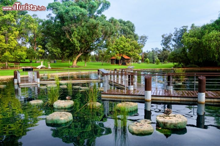 Immagine Il verde dei parchi urbani di Perth, Australia. 108611324
