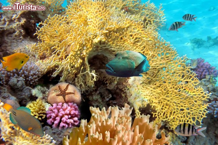 Immagine Immersioni a Guadalupa: la grande visibilità della barriera corallina delle antille. Da notare i colori sgargianti del reef, la presenza di diverse specie ittiche ed una stella marina, che rendono queste acque molto piacevoli agli appassionati di diving - © Vlad61 / Shutterstock.com