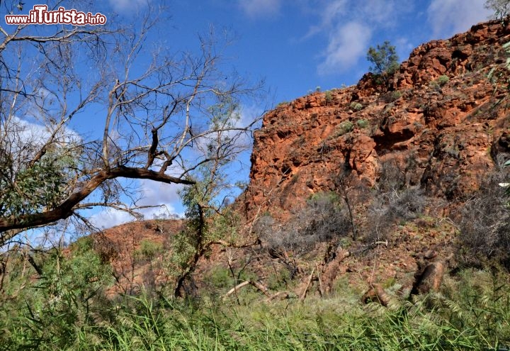 Immagine Kathleen's Springs, Watarrka National Park, Australia - Ci troviamo a circa 10 km da Kings Canyon, nel Northen Territory. Un percorso d 2,6 km a piedi conduce alle pozze d'acqua permanenti di Kathleen's Springs, ben conosciute dagli aborigeni ma anche dagli allevatori che qui portavano il bestiame ad abbeverarsi, prima dell'istituzione del parco nazionale. Questo luogo è spettacolare per la presenza di una fitta vegetazione che contrasta con il colore rosso delle rocce e il blu elettrico del cielo