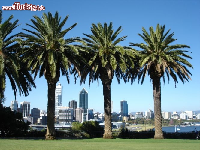 Immagine Kings Park, parco pubblico della città di Perth (Australia). Situata nel lato occidentale del distretto fieristico di Perth, quest'area si estende su una superficie di 4,06 chilometri quadrati ed è un misto di giardini botanici, aree erbose e boscaglia sul monte Eliza. 27872431