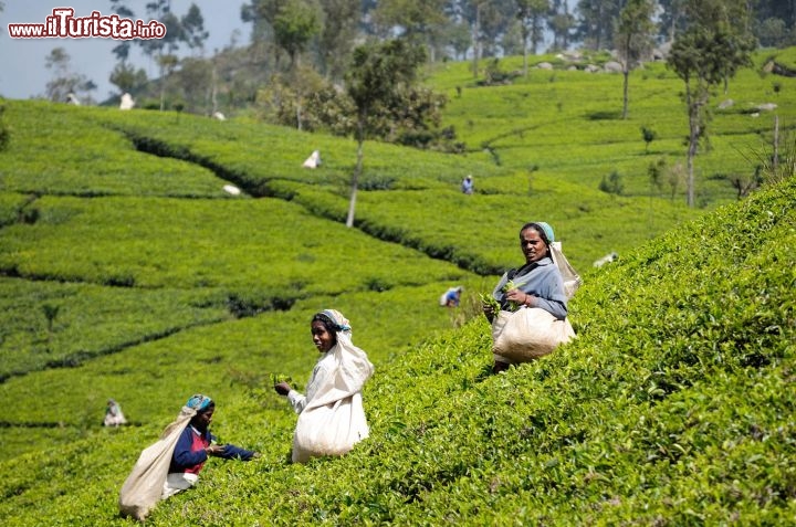 Immagine La raccolta del te in Sri Lanka - Foto di Giulio Badini