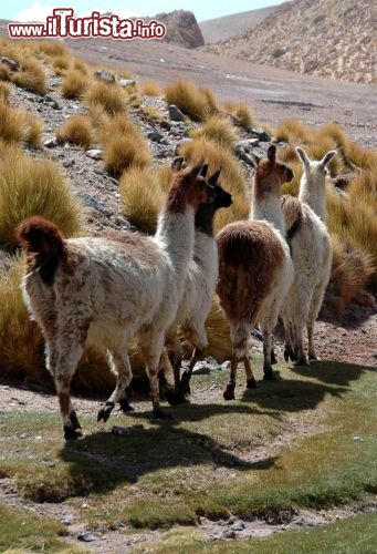 Immagine Lama in cammino sulle Ande nord dell'Argentina - Foto di Giulio Badini I Viaggi di Maurizio Levi www.deserti-viaggilevi.it