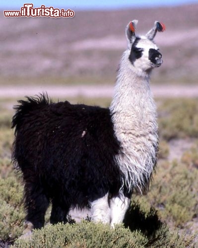 Immagine Lama della Bolivia Ande -  Foto di Giulio Badini i Viaggi di Maurizio Levi 