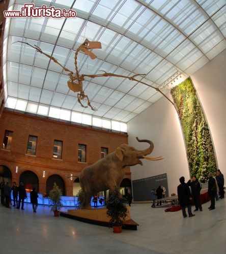 Immagine Le Museum d'Histoire Naturelle, Tolosa - © Museum de Toulouse - Frédéric Ripoll