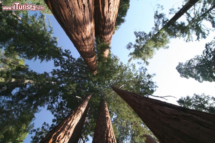 Immagine Le grandi sequoie della California si trovano soprattutto all'interno del Sequoia - Kings Canyon National Park, USA - © urosr / Shutterstock.com