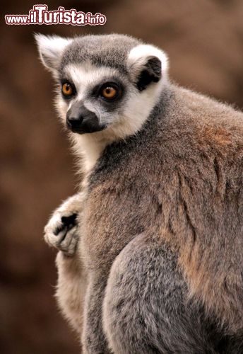 Immagine Lemure Catta in parco Madagascar - Foto di Giulio Badini