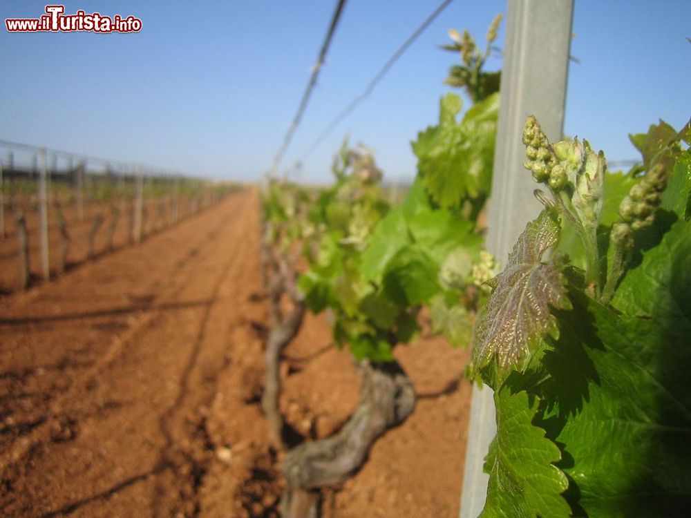 Immagine L'inizio del percorso del vino a Petrosino in Sicilia - © delfino g., CC BY-SA 3.0, Wikipedia