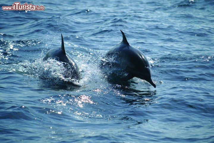 Immagine Al largo delle acque dell'Oman è facile avvistare i delfini e le balene - Copyright Ufficio del Turismo del Sultanato dell'Oman