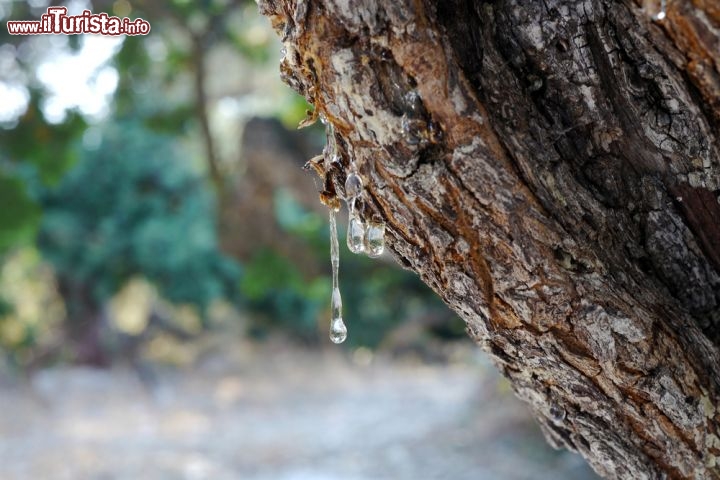 Immagine Albero di lentisco sull'isola di Chios (Grecia orientale), da cui si produce il mastice. Il prodotto si ricava dalla resina raccolta tra luglio e settembre, ed è tipico della zona meridionale dell'isola, che comprende una ventina di villaggi e si chiama proprio Matichicoria ("villaggi del mastice"). Il mastice di Chios ha una denominazione di origine controllata e ha dato vita, nei secoli, a vere e proprie leggende che spiegano come mai lo si riesca a ricavare unicamente dal lentisco di queste terre - © fivepointsix / Shutterstock.com