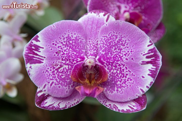 Immagine Una splendida orchidea nei giardini dell'isola di Mainau, Germania.
