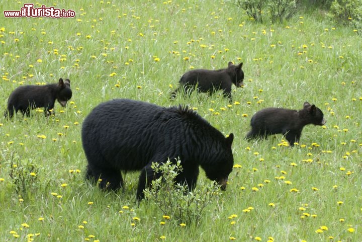 Immagine Al Jasper National Park canadese non è raro osservare esemplari di orso e altri mammiferi nel loro habitat naturale, magari insieme ai cuccioli, come nella foto - © kalyand / Shutterstock.com