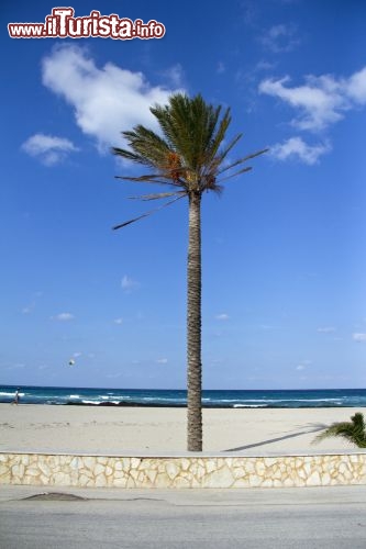 Immagine Palma lungo la spiaggia cittadina di San Vito lo Capo in Sicilia - © LCF / Shutterstock.com