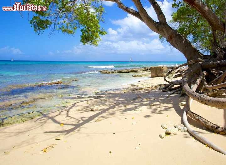 Immagine Paradise Beach a Barbados è considerata una delle spiagge bianche più tranqullie dei Caraibi, luogo ideale per bagni di sole e battute di smorkeling tra le sue acque limpide - © Filip Fuxa / shutterstock.com