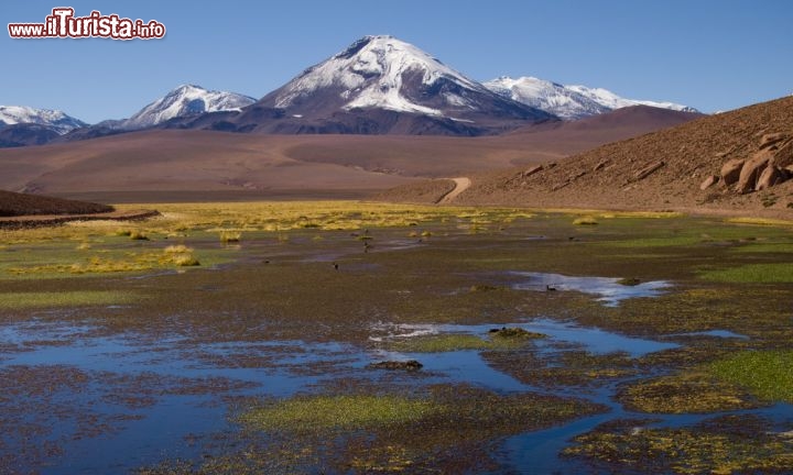 Immagine Il Parco Nazionale di Lauca, sullo sfondo il profilo del grande vulcano Licancabur: siamo vicino a San Pedro de Atacama in Cile - © Cheapman_mike / Shutterstock.com