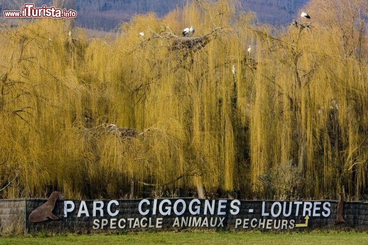 Immagine Parco delle cicogne e delle lontre a Hunawihr -  © PHB.cz (Richard Semik) / Shutterstock