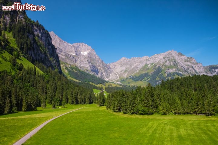 Immagine Pascoli alpini a Engelberg, Svizzera - L'erba rigogliosa dei pascoli svizzeri, accarezzata dall'aria fresca e dai raggi del sole, è un ottimo nutrimento per mucche, pecore e capre che qui trascorrono giornate intere godendosi panorami suggestivi © gevision / Shutterstock.com