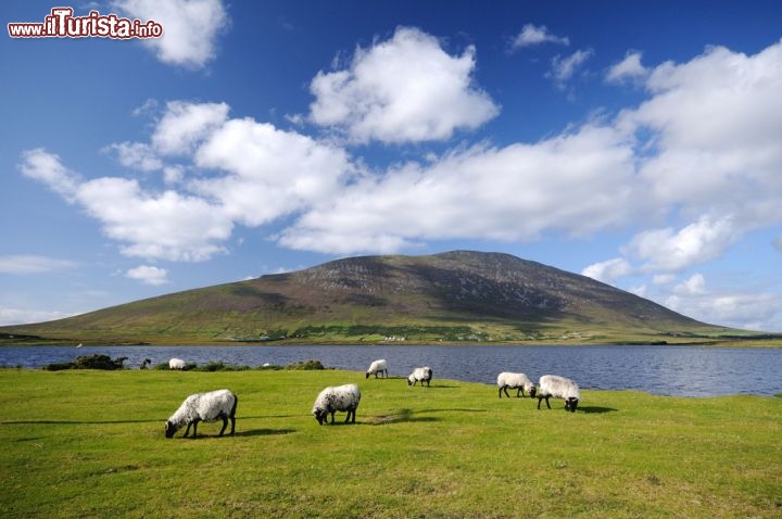 Immagine Pecore al pascolo a Achill Island, Irlanda -  Se l'agricoltura non è fra le principali attività dell'isola, a causa soprattutto del terreno aspro e brullo, l'allevamento di pecore è parte fondamentale dell'attività economica di questo lembo d'Irlanda a cui si affianca il turismo che ne rappresenta la parte redditizia più rilevante. Proprio grazie all'allevamento di ovini, la lana rappresenta un elemento di grande pregio per l'artigianato locale © Robert Fudali / Shutterstock.com