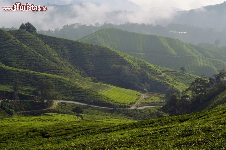 Immagine Sungai Palas, Stato di Pahang: siamo nel cuore delle Cameron Highlands, nella Malesia peninsulare. Migliaia di turisti ogni anno giungono qui per ammirare gli splendidi paesaggi delle piantagioni di tè.