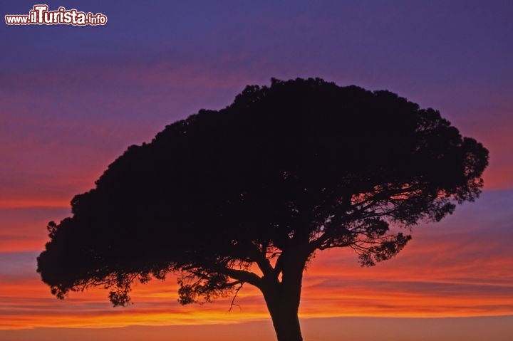 Immagine Pino marittimo al tramonto, Aigues Mortes Provenza - Gli scorci paesaggistici offerti da questo angolo di Francia hanno ispirato da sempre pittori e scrittori. In questa immagine un suggestivo tramonto con la folta chioma di un pino marittimo che si riflette sulle mille sfumature del cielo © Shutterschock / Shutterstock.com