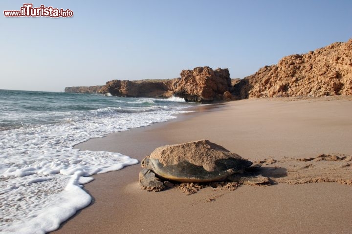 Immagine Ras Al Jinz è il luogo più famoso nella penisola arabica: qui avviene la deposizione delle uova da parte di varie specie di tartarughe - Copyright Ufficio del Turismo del Sultanato dell'Oman